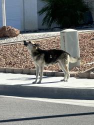 Found/Stray Male Dog last seen Prairie & windy pass maybe one street over closer to rim rock on prairie., Barstow, CA 92311