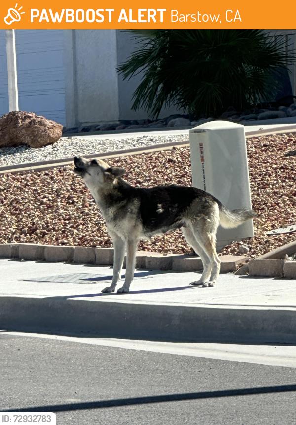 Found/Stray Male Dog last seen Prairie & windy pass maybe one street over closer to rim rock on prairie., Barstow, CA 92311