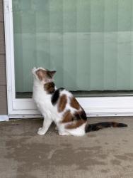 Found/Stray Female Cat last seen 2846-05, Rapid City, SD 57701