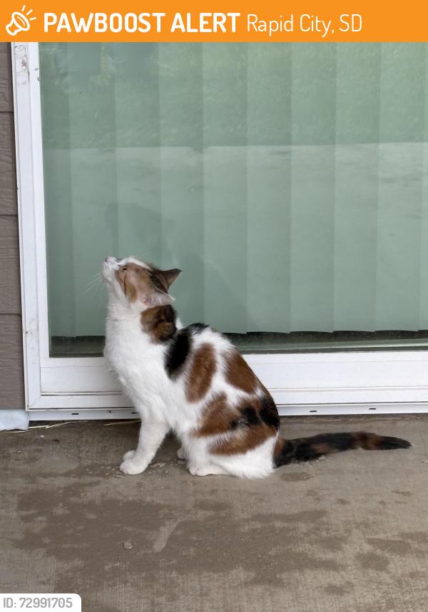 Found/Stray Female Cat last seen 2846-05, Rapid City, SD 57701