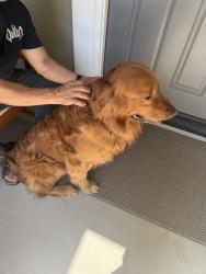 Reunited Male Dog last seen Mahogany Glen Dr, French Valley, CA 92596, USA, French Valley, CA 92596