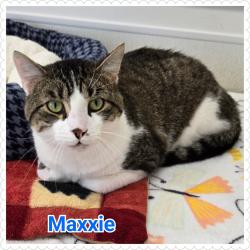 Lost Male Cat last seen 46xx Block of Washburn Ave S, Minneapolis, MN 55410