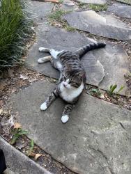 Found/Stray Male Cat last seen Glenwood & Berry, Norman, OK 73069