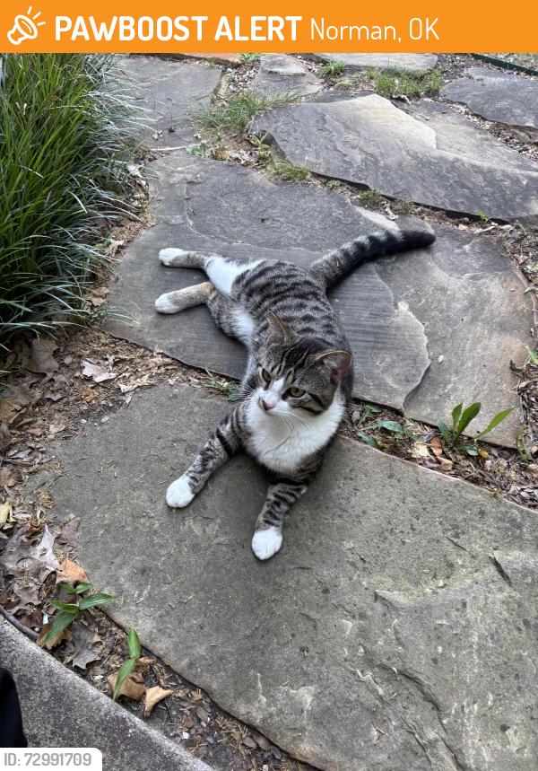 Found/Stray Male Cat last seen Glenwood & Berry, Norman, OK 73069
