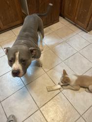 Reunited Male Dog last seen Koehler and green valley rd, Marion, TX 78124