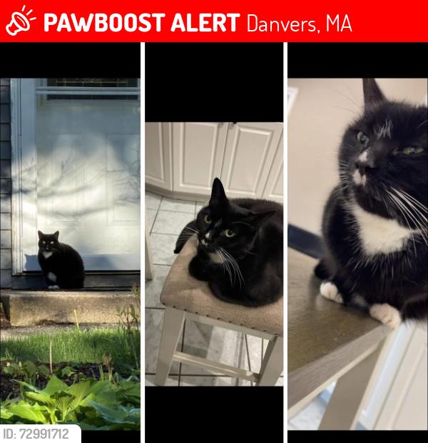 Lost Female Cat last seen Near Sylvan St, Danvers, MA 01923