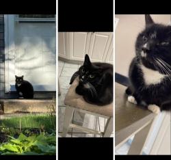 Lost Female Cat last seen Near Sylvan St, Danvers, MA 01923