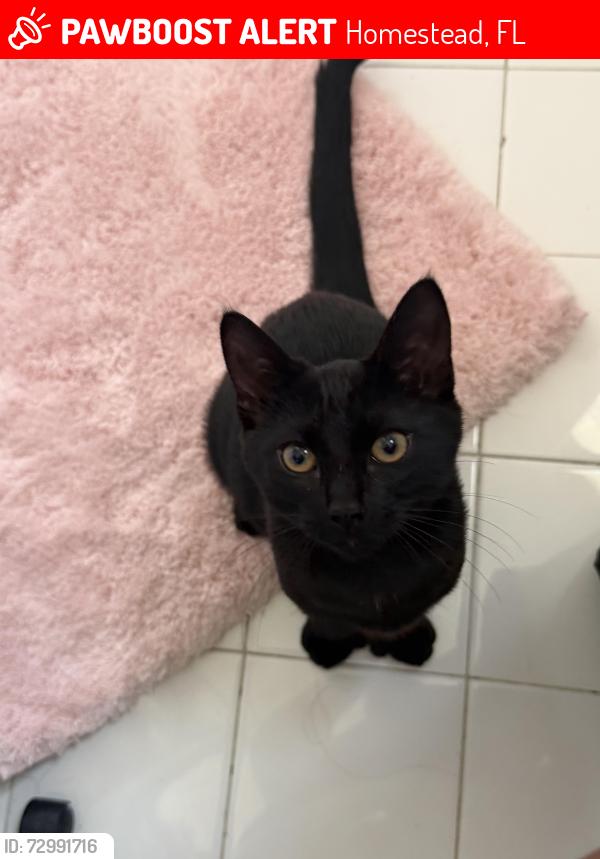 Lost Male Cat last seen Monterey apmts , Homestead, FL 33033