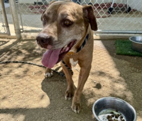 Shelter Stray Female Dog last seen , West Valley Animal Shelter, 20655 Plummer St, Chatsworth, CA 91311, USA