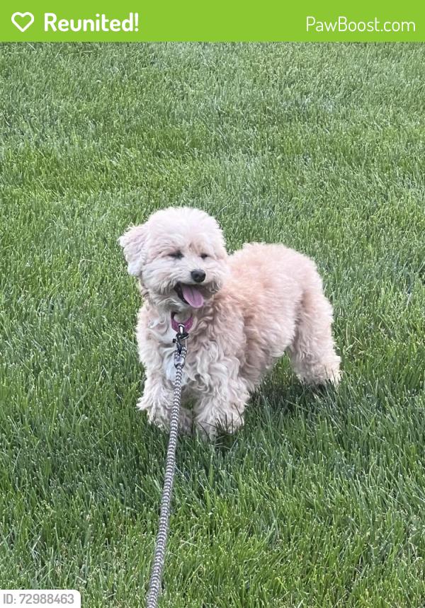 Reunited Female Dog last seen College and woodland , Olathe, KS 66063