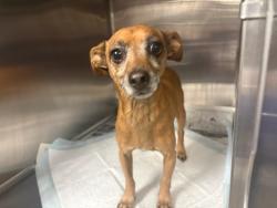 Shelter Stray Male Dog last seen , West Valley Animal Shelter, 20655 Plummer St, Chatsworth, CA 91311, USA