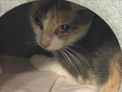 Shelter Stray Female Cat last seen , West Valley Animal Shelter, 20655 Plummer St, Chatsworth, CA 91311, USA
