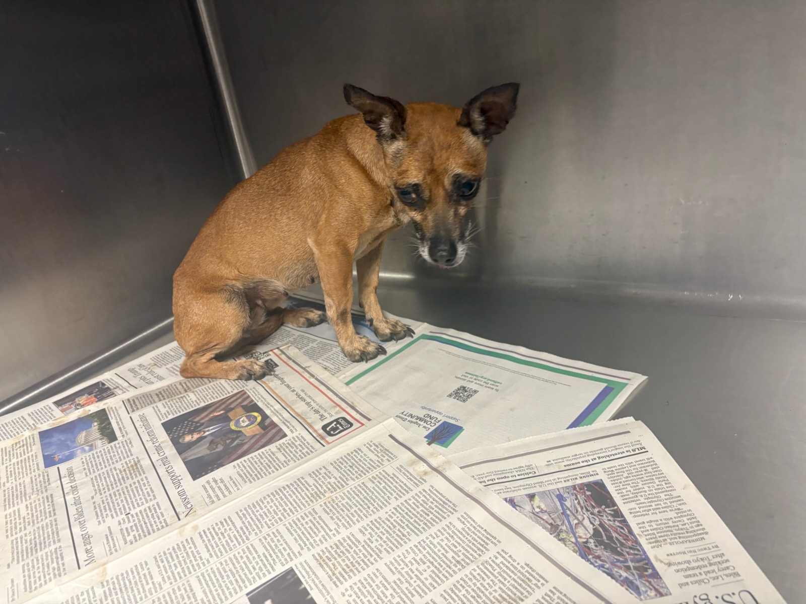 Shelter Stray Female Dog last seen , West Valley Animal Shelter, 20655 Plummer St, Chatsworth, CA 91311, USA
