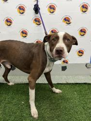Shelter Stray Male Dog last seen IMPERIAL OAKS BLVD & MOON LAKE RD, 19640 Dogpatch Ln, Land O' Lakes, FL 34638, USA