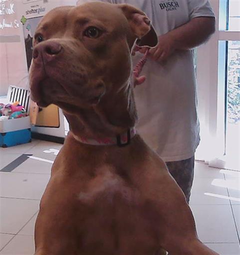 Shelter Stray Female Dog last seen 12TH STREET AND WIRE ROAD (ZEPHYRHILLS HIGH SCHOOL), 19640 Dogpatch Ln, Land O' Lakes, FL 34638, USA