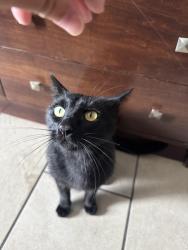 Found/Stray Male Cat last seen Mission ave and airport rd, Oceanside, CA 92056