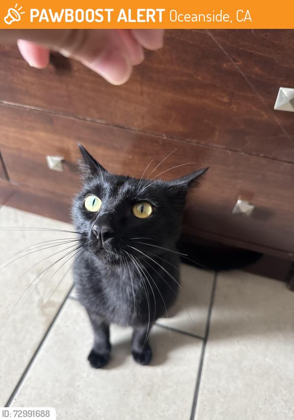 Found/Stray Male Cat last seen Mission ave and airport rd, Oceanside, CA 92056