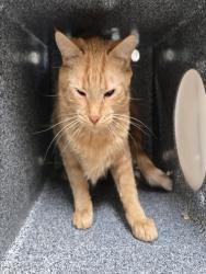 Shelter Stray Female Cat last seen Near BLOCK GYPSUM RD, RENO NV 89503, 2825 Longley Ln Suite A, Reno, NV 89502, USA