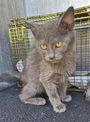 Shelter Stray Female Cat last seen Near BLOCK GARDINA, 4710 TX-151, San Antonio, TX 78227, USA