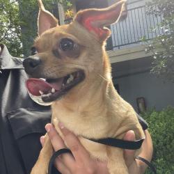 Shelter Stray Female Dog last seen Near BLOCK CRIPPLE CREEK ST, 4710 TX-151, San Antonio, TX 78227, USA