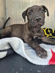 Shelter Stray Male Dog last seen Near BLOCK OF ALHAVEN, 4710 TX-151, San Antonio, TX 78227, USA