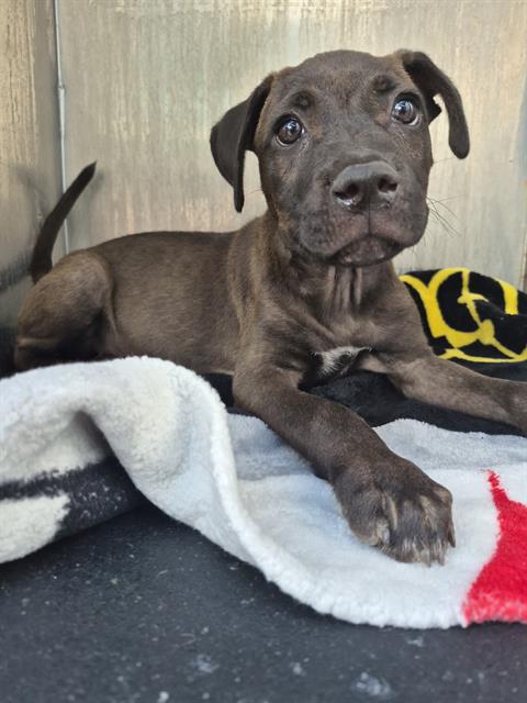 Shelter Stray Male Dog last seen Near BLOCK OF ALHAVEN, 4710 TX-151, San Antonio, TX 78227, USA