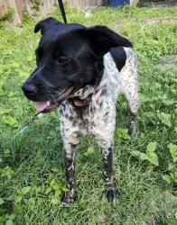Shelter Stray Female Dog last seen Near BLOCK LIBERTY ST, 4710 TX-151, San Antonio, TX 78227, USA