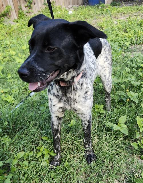 Shelter Stray Female Dog last seen Near BLOCK LIBERTY ST, 4710 TX-151, San Antonio, TX 78227, USA