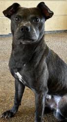 Shelter Stray Male Dog last seen , 4710 TX-151, San Antonio, TX 78227, USA