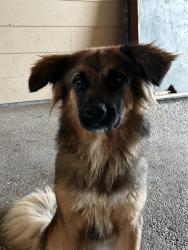 Shelter Stray Female Dog last seen , 4710 TX-151, San Antonio, TX 78227, USA