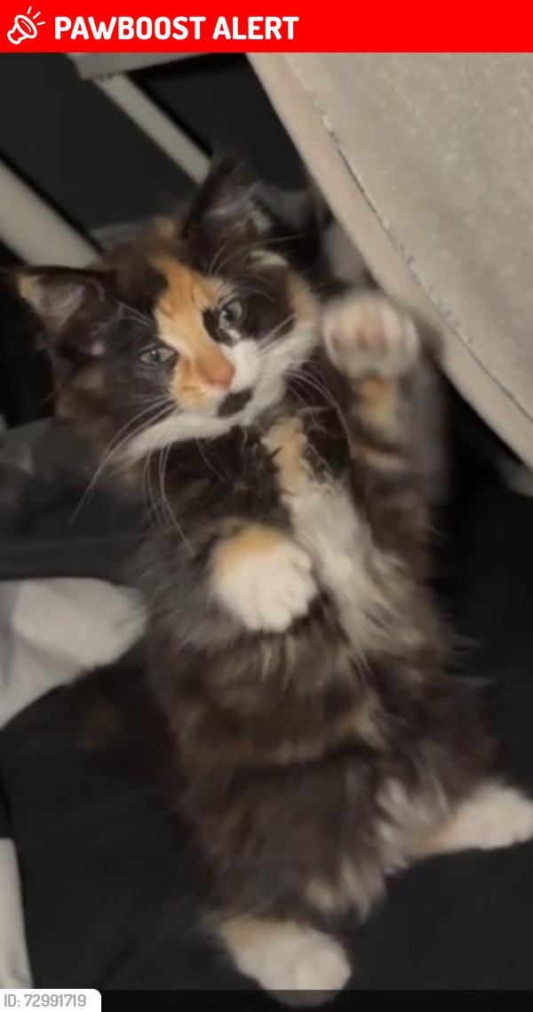 Lost Female Cat last seen Trinity walk South Shields ne335RU, Tyne and Wear, England NE33 5RU