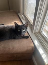 Lost Male Cat last seen S Abbe rd , Elyria, OH 44035
