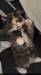 Lost Female Cat last seen Trinity walk South Shields ne335RU, Tyne and Wear, England NE33 5RU