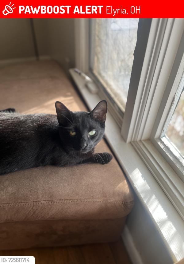 Lost Male Cat last seen S Abbe rd , Elyria, OH 44035