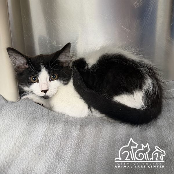 Shelter Stray Male Cat last seen ORANGE BLOSSOM/LEMON GROVE, 6443 Oak Canyon, Irvine, CA 92618, USA