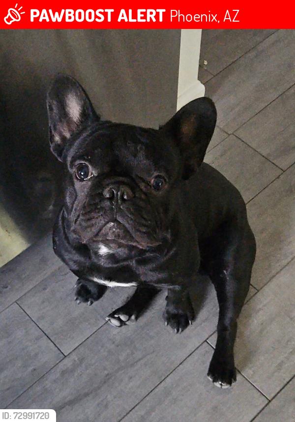 Lost Male Dog last seen 62nd Ave and west McDowell rd, Phoenix, AZ 85035