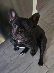 Lost Male Dog last seen 62nd Ave and west McDowell rd, Phoenix, AZ 85035