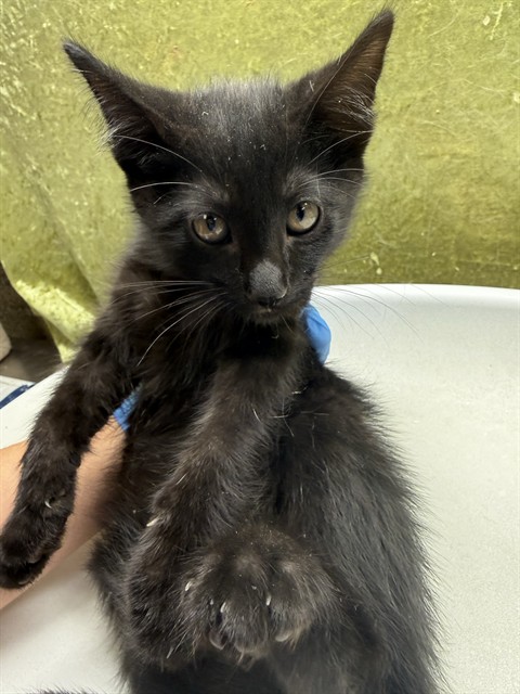 Shelter Stray Male Cat last seen Near BLOCK LITTLE CT, RIVERSIDE, CA, 6851 Van Buren Boulevard, Jurupa Valley, CA 92509, USA