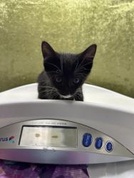 Shelter Stray Male Cat last seen Near BLOCK LITTLE CT, RIVERSIDE, CA, 6851 Van Buren Boulevard, Jurupa Valley, CA 92509, USA
