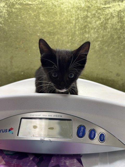 Shelter Stray Male Cat last seen Near BLOCK LITTLE CT, RIVERSIDE, CA, 6851 Van Buren Boulevard, Jurupa Valley, CA 92509, USA