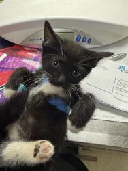 Shelter Stray Female Cat last seen Near BLOCK LITTLE CT, RIVERSIDE, CA, 6851 Van Buren Boulevard, Jurupa Valley, CA 92509, USA