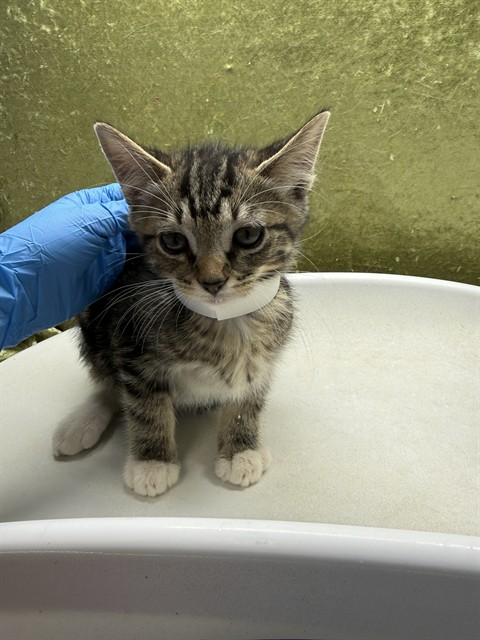 Shelter Stray Female Cat last seen Near BLOCK LITTLE CT, RIVERSIDE, CA, 6851 Van Buren Boulevard, Jurupa Valley, CA 92509, USA