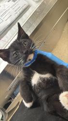 Shelter Stray Male Cat last seen Near BLOCK LITTLE CT, RIVERSIDE, CA, 6851 Van Buren Boulevard, Jurupa Valley, CA 92509, USA