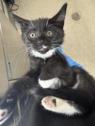 Shelter Stray Female Cat last seen Near BLOCK LITTLE CT, RIVERSIDE, CA, 6851 Van Buren Boulevard, Jurupa Valley, CA 92509, USA