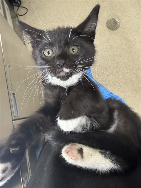 Shelter Stray Female Cat last seen Near BLOCK LITTLE CT, RIVERSIDE, CA, 6851 Van Buren Boulevard, Jurupa Valley, CA 92509, USA