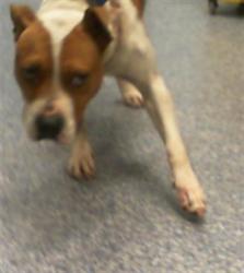 Shelter Stray Male Dog last seen CHARLOTTE, 8315 Byrum Dr, Charlotte, NC 28217, USA
