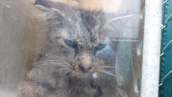 Shelter Stray Male Cat last seen , 11258 Garfield Ave, Downey, CA 90242, USA