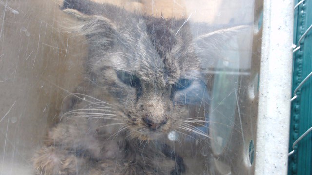 Shelter Stray Male Cat last seen , 11258 Garfield Ave, Downey, CA 90242, USA