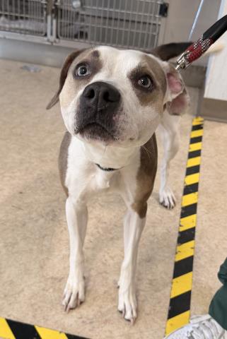 Shelter Stray Female Dog last seen , 957 N Gaffey St, San Pedro, CA 90731, USA