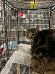 Shelter Stray Female Cat last seen , 14409 Vanowen St, Van Nuys, CA 91405, USA